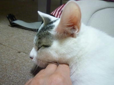 気持ちよさそうな猫の顔