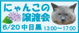 ねこの譲渡会