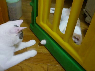 ごまだれ、里親様募集中