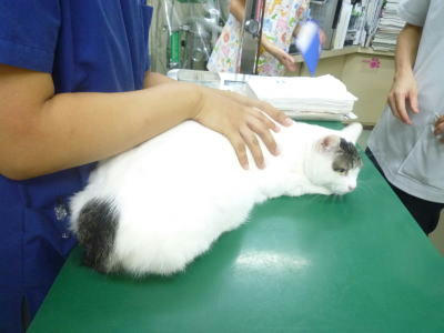 またお医者さんにゃ・・・
