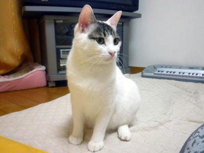 ごまだれ
