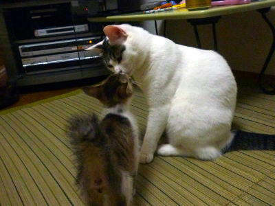 やっぱり猫は好き