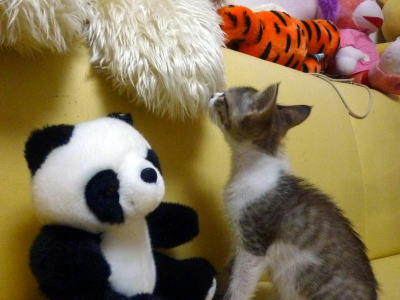 里親募集中の子猫
