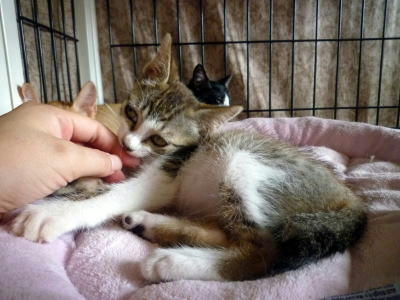 里親募集中の子猫