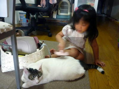 大きくなりました