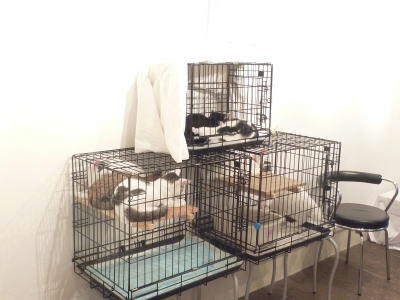 猫の里親会　東京南青山