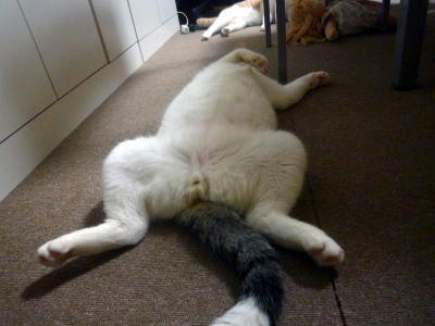 大股開きの猫