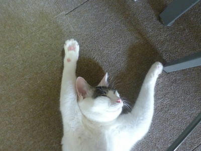 ばんざいで寝る猫
