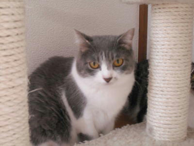 多頭崩壊レスキューの大人猫たち