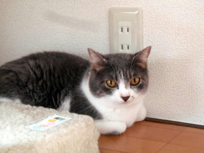 里親募集の猫さん　ラブちゃん　グレー白のメス