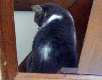 里親募集の猫さん　ラブちゃん　グレー白のメス