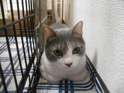 里親募集の猫さん　男爵　グレー白のオス