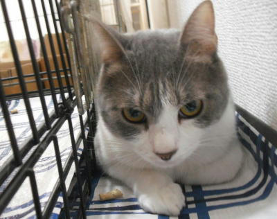 里親募集の猫さん　男爵　グレー白のオス