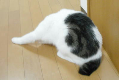 里親募集の猫さん　ゴマ　白に黒班のオス