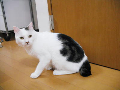 里親募集の猫さん　ゴマ　白に黒班のオス