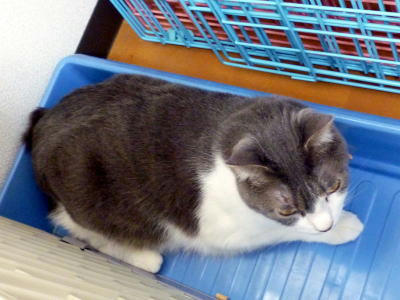 猫の落ち着く場所