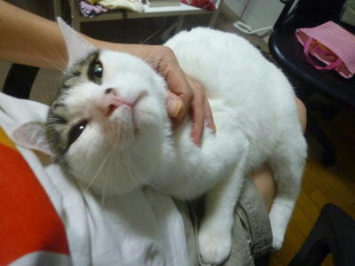 ごろごろごまだれ
