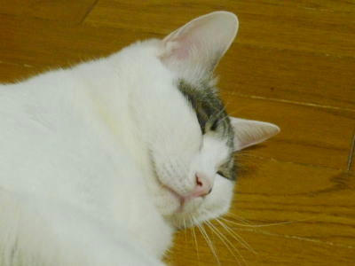 すてきな里親様募集中のごまだれ