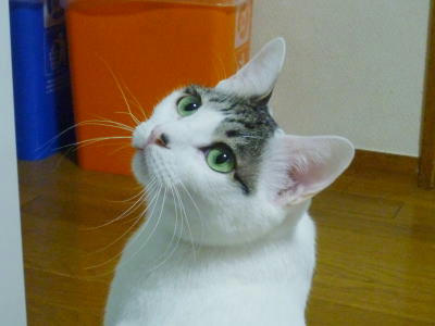 すてきな里親様募集中のごまだれ