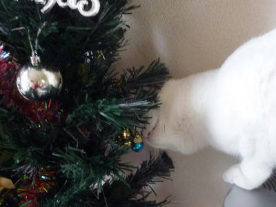 クリスマスツリーが気になるごまだれ