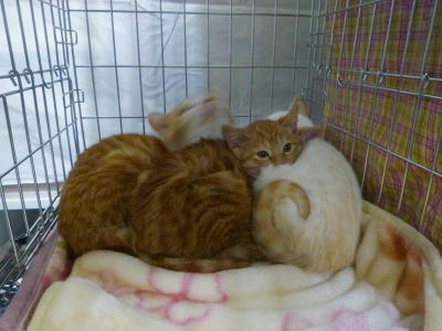 里親募集中の子猫たち