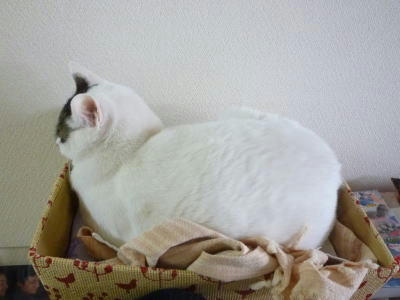 ごまだれ　里親様募集中