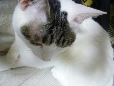 ごまだれ憂う