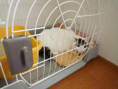 初めてのおうちで緊張するごまだれ