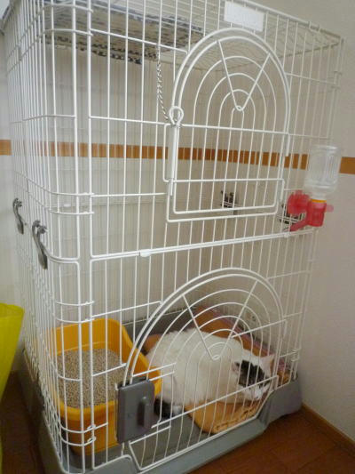 ごまだれのお届け