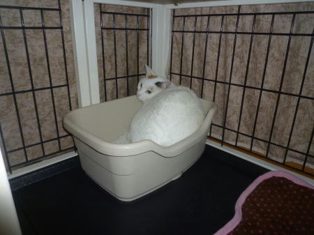 トイレに篭城するすあま