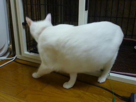 ケージから出るすあま