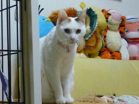 家猫修行中のすあま