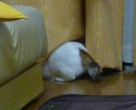 猫のお尻