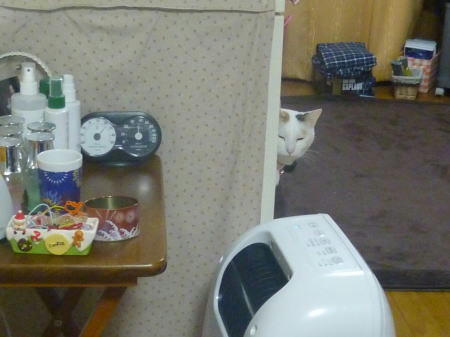 ケージから覗くすあま