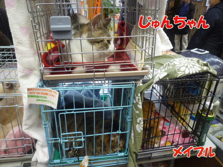 里親様募集中