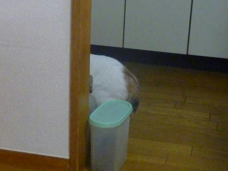 行動範囲が広がってきた