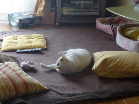 里親様募集中の猫