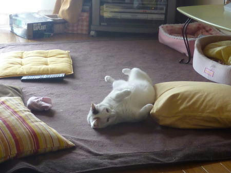 里親募集中の猫