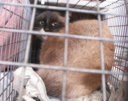 南相馬市保護猫