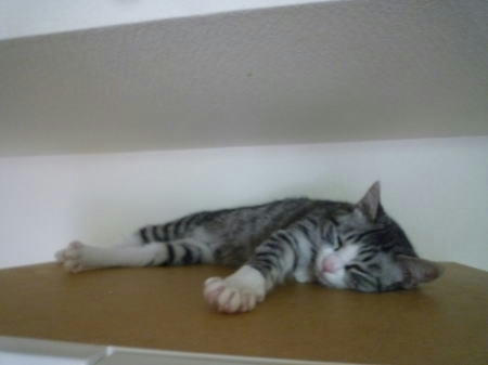 あどけない寝顔