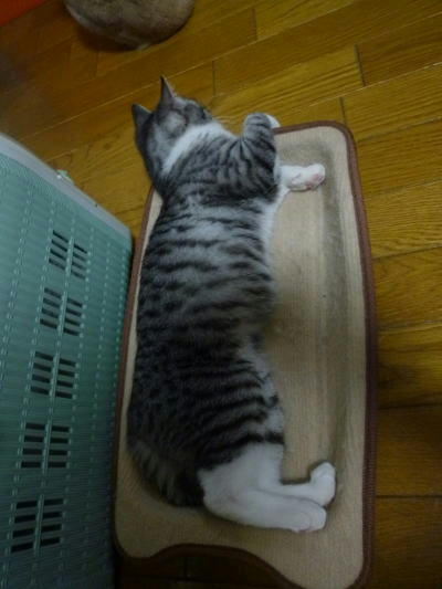 遊びが仕事のお年頃