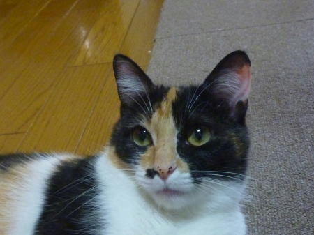 三毛猫あゆみちゃん