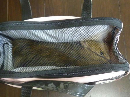 チンチラーズ、マムお届け