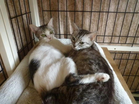 センターから引取りの姉妹猫