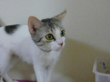 三毛猫のいる里親様募集中