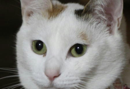 すあま