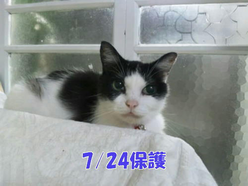 福島の被災猫、諦めないで