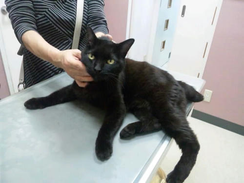 飼い主さん探してます（浪江町室原・黒猫メス）