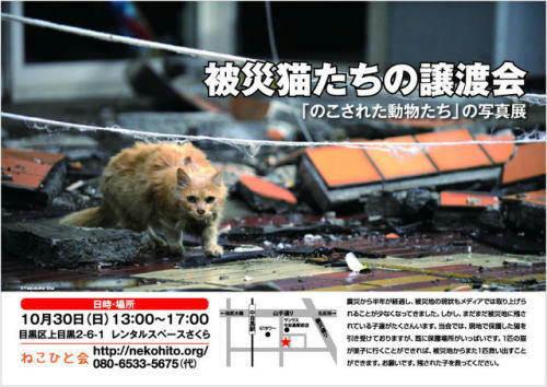 10/30被災猫の里親会のお知らせ
