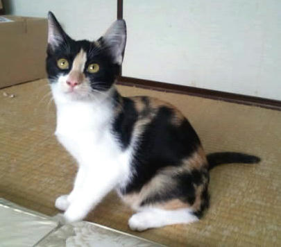 30日被災猫の譲渡会参加猫（子猫+α）